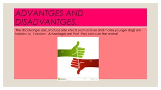 ADVANTGES AND
DISADVANTGES.
◦
The disadvanges are: produce side efects such as fever and makes younger dogs are
helpless to infection. Advantages are that they can cure the animal