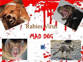 Rabies Virus
 MAD DOG
 