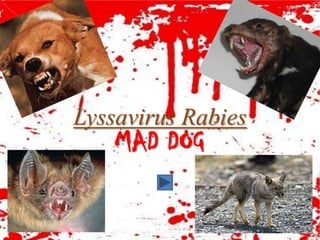 Lyssavirus Rabies
    MAD DOG
 