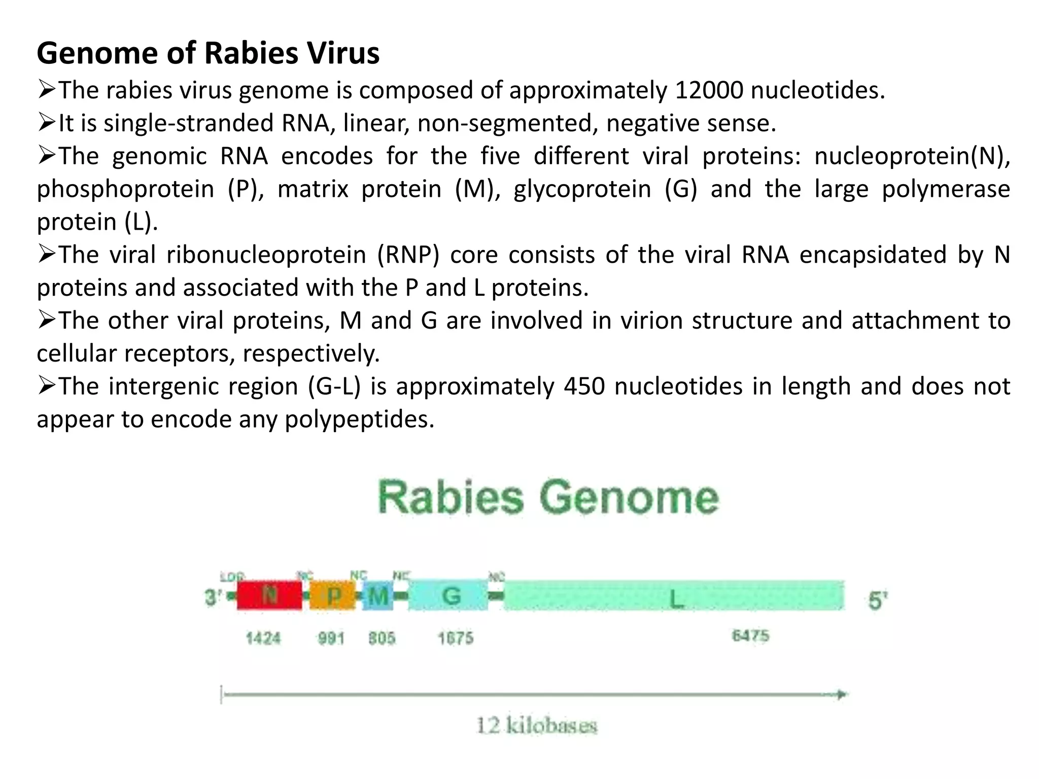 Labled Rabies Rabies virus | PPTX