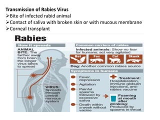 Humans Infected With Rabies Symptoms Of Rabies Virus In Humans