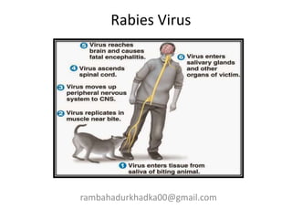 Rabies Virus
rambahadurkhadka00@gmail.com
 