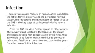 RABIES VIRUS.pptx