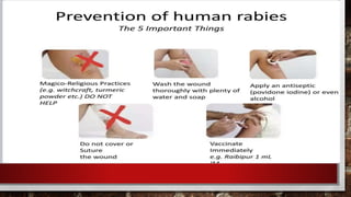 Rabies Virus.pptx