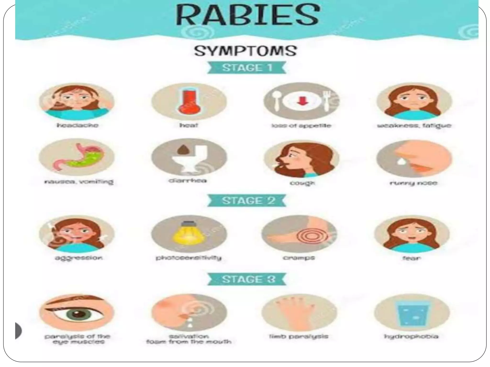 rabies virus.pptx