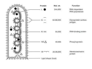 Rabiesvirus.ppt