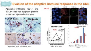 Rabies virus-Host Pathogen.pptx