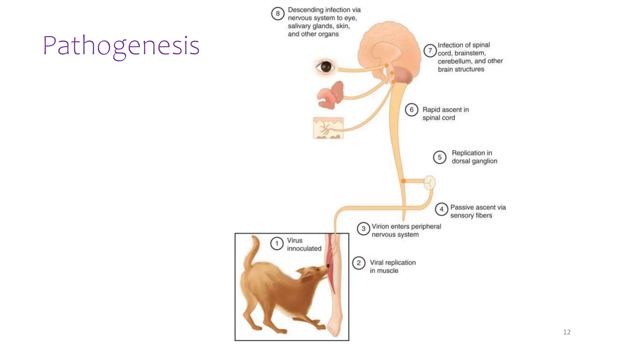 Rabies Virus_Presentation_by_Maliha_Rashid.pptx