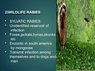 Comprehensive Overview of Rabies: Virus, Transmission, Symptoms, and ...