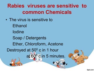 Rabies viruses are sensitive to
     common Chemicals
• The virus is sensitive to
   Ethanol
   Iodine
   Soap / Detergents
   Ether, Chloroform, Acetone
 Destroyed at 500 c in 1 hour
           at 600 c in 5 minutes.
 