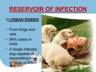 RESERVOIR OF INFECTION
1) URBAN RABIES:

• From Dogs and
  cats.
• 99% cases in
  india
• A single infected
  dog capable of
  transmitting over
  an area of 40km
 