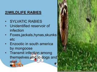 2)WILDLIFE RABIES

• SYLVATIC RABIES
• Unidentified reservoir of
  infection
• Foxes,jackals,hynas,skunks
  etc
• Enzootic in south america
  by mongoose
• Transmit infection among
  themselves and to dogs and
  man
 