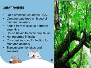 3)BAT RABIES

• Latin american countries,USA
• Vampire bats-feed on blood of
  man and animals
• Found from mexico to northern
  argentina
• Cause havoc to cattle population
• Not repotrted in india
• Constant source of infection to
  man and animals
• Transmission by bites and
  aerosols
 