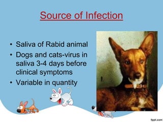 Source of Infection

• Saliva of Rabid animal
• Dogs and cats-virus in
  saliva 3-4 days before
  clinical symptoms
• Variable in quantity
 