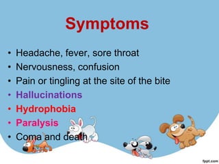 Symptoms
•   Headache, fever, sore throat
•   Nervousness, confusion
•   Pain or tingling at the site of the bite
•   Hallucinations
•   Hydrophobia
•   Paralysis
•   Coma and death
 