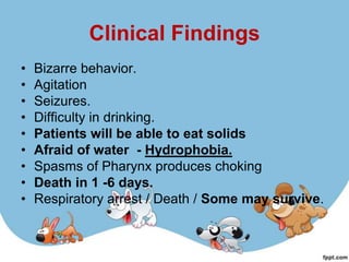 Clinical Findings
•   Bizarre behavior.
•   Agitation
•   Seizures.
•   Difficulty in drinking.
•   Patients will be able to eat solids
•   Afraid of water - Hydrophobia.
•   Spasms of Pharynx produces choking
•   Death in 1 -6 days.
•   Respiratory arrest / Death / Some may survive.
 