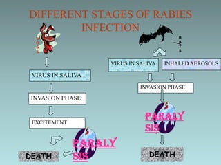 DIFFERENT STAGES OF RABIES
        INFECTION
  D                                      B
  O                                      A
  G                                      T
  S                                      S


                   VIRUS IN SALIVA   INHALED AEROSOLS

 VIRUS IN SALIVA
                            INVASION PHASE

 INVASION PHASE


 EXCITEMENT
                              PARALY
                              SIS
              PARALY
DEATH         SIS              DEATH
 