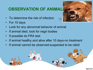 OBSERVATION OF ANIMAL

•   To determine the risk of infection
•   For 10 days
•   Look for any abnormal behavior of animal
•   If animal died, look for negri bodies
•   If possible do FRA test
•   If animal healthy and alive after 10 days-no treatment
•   If animal cannot be observed-suspected to be rabid
 