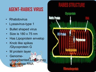 AGENT-RABIES VIRUS
• Rhabdovirus
• Lyssavirus-type 1
• Bullet shaped virus
• Size is 180 x 75 nm
• Has Lipoprotein envelop
• Knob like spikes
  /Glycoprotein G
• M protein layer
• Genome-
  unsegmented,Linear, neg
  ative sense RNA
 