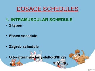 DOSAGE SCHEDULES
1. INTRAMUSCULAR SCHEDULE
• 2 types

• Essen schedule

• Zagreb schedule

• Site-intramusclarly-deltoid/thigh
 
