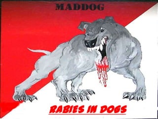 RABIES IN DOGS
 