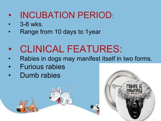 • INCUBATION PERIOD:
•   3-8 wks.
•   Range from 10 days to 1year

• CLINICAL FEATURES:
•   Rabies in dogs may manifest itself in two forms.
•   Furious rabies
•   Dumb rabies
 