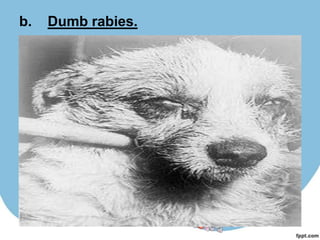 b.  Dumb rabies.
i.  No excitative or irritative stage
ii. Predominantly paralytic.
iii.Dog withdraws itself from being seen or
    disturbed.
iv. Elapses into a stage of sleepiness and
    dies in about 3 days.
 