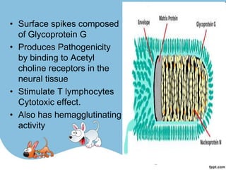 • Surface spikes composed
  of Glycoprotein G
• Produces Pathogenicity
  by binding to Acetyl
  choline receptors in the
  neural tissue
• Stimulate T lymphocytes
  Cytotoxic effect.
• Also has hemagglutinating
  activity
 