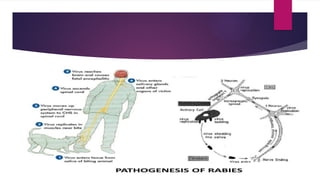 Presentation on rabies. pptx ( dog bite) | PPTX