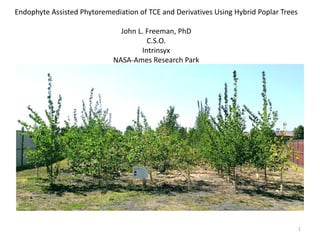 Endophyte Assisted Phytoremediation of TCE and Derivatives Using Hybrid Poplar Trees
John L. Freeman, PhD
C.S.O.
Intrinsyx
NASA-Ames Research Park
1
 