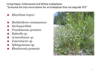 Using Poplar, Cottonwood and Willow endophytes
“Screened the tree micro-biome for an Endophyte that can degrade TCE”
7
 
