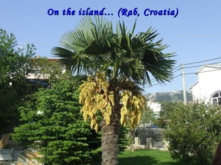 On the island… (Rab, Croatia)  