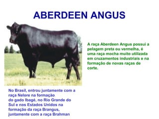 ABERDEEN ANGUS
A raça Aberdeen Angus possui a
pelagem preta ou vermelha, é
uma raça mocha muito utilizada
em cruzamentos industriais e na
formação de novas raças de
corte.
No Brasil, entrou juntamente com a
raça Nelore na formação
do gado Ibagé, no Rio Grande do
Sul e nos Estados Unidos na
formação da raça Brangus,
juntamente com a raça Brahman
 
