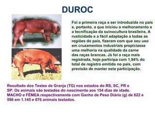 DUROC
Foi a primeira raça a ser introduzida no país
e, portanto, a que iniciou o melhoramento e
a tecnificação da suinocultura brasileira. A
rusticidade e a fácil adaptação a todas as
regiões do país, fizeram com que seu uso
em cruzamentos industriais propiciasse
uma melhoria na qualidade da carne
das raças brancas. Já foi a raça mais
registrada, hoje participa com 1,94% do
total de registro emitido no país, com
previsão de manter esta participação.
Resultado dos Testes de Granja (TG) nos estados do RS, SC, PR e
SP. Os animais são testados do nascimento aos 154 dias de idade.
MACHO e FÊMEA respectivamente com Ganho de Peso Diário (g) de 622 e
598 em 1.145 e 676 animais testados.
 