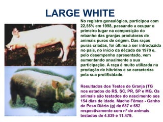 LARGE WHITE
No registro genealógico, participou com
22,55% em 1998, passando a ocupar o
primeiro lugar na composição do
rebanho das granjas produtoras de
animais puros de origem. Das raças
puras criadas, foi última a ser introduzida
no país, no início da década de 1970 e,
pelo desempenho apresentado, vem
aumentando anualmente a sua
participação. A raça é muito utilizada na
produção de híbridos e se caracteriza
pela sua prolificidade.
Resultados dos Testes de Granja (TG
nos estados do RS, SC, PR, SP e MG. Os
animais são testados do nascimento aos
154 dias de idade. Macho Fêmea - Ganho
de Peso Diário (g) de 687 e 652
respectivamente com nº de animais
testados de 4.839 e 11.479.
 