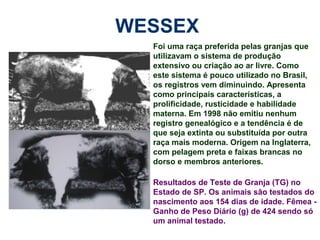 WESSEX
Foi uma raça preferida pelas granjas que
utilizavam o sistema de produção
extensivo ou criação ao ar livre. Como
este sistema é pouco utilizado no Brasil,
os registros vem diminuindo. Apresenta
como principais características, a
prolificidade, rusticidade e habilidade
materna. Em 1998 não emitiu nenhum
registro genealógico e a tendência é de
que seja extinta ou substituída por outra
raça mais moderna. Origem na Inglaterra,
com pelagem preta e faixas brancas no
dorso e membros anteriores.
Resultados de Teste de Granja (TG) no
Estado de SP. Os animais são testados do
nascimento aos 154 dias de idade. Fêmea -
Ganho de Peso Diário (g) de 424 sendo só
um animal testado.
 