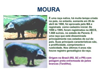 MOURA
É uma raça nativa, há muito tempo criada
no país, no entanto, somente em 26 de
abril de 1990, foi aprovada pelo MA e
registrada como cadastro inicial. De
1990 a 1995, foram registrados na ABCS,
1.668 suínos, no estado do Paraná. É
uma raça que está disseminada
principalmente nos estados do sul do
país. Suas principais características são,
a prolificidade, comprimento e
rusticidade. Nos últimos 4 anos não
houve registro genealógico da raça.
Origem no Brasil (RS, SC e PR) com
pelagem preta entremeada de pelos
brancos (Tordilho).
 