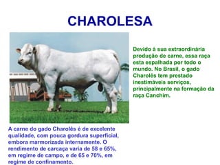 CHAROLESA
Devido à sua extraordinária
produção de carne, essa raça
esta espalhada por todo o
mundo. No Brasil, o gado
Charolês tem prestado
inestimáveis serviços,
principalmente na formação da
raça Canchim.
A carne do gado Charolês é de excelente
qualidade, com pouca gordura superficial,
embora marmorizada internamente. O
rendimento de carcaça varia de 58 e 65%,
em regime de campo, e de 65 e 70%, em
regime de confinamento.
 