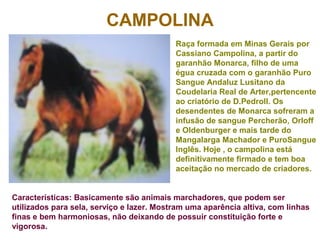 CAMPOLINA
Raça formada em Minas Gerais por
Cassiano Campolina, a partir do
garanhão Monarca, filho de uma
égua cruzada com o garanhão Puro
Sangue Andaluz Lusitano da
Coudelaria Real de Arter,pertencente
ao criatório de D.PedroII. Os
desendentes de Monarca sofreram a
infusão de sangue Percherão, Orloff
e Oldenburger e mais tarde do
Mangalarga Machador e PuroSangue
Inglês. Hoje , o campolina está
definitivamente firmado e tem boa
aceitação no mercado de criadores.
Características: Basicamente são animais marchadores, que podem ser
utilizados para sela, serviço e lazer. Mostram uma aparência altiva, com linhas
finas e bem harmoniosas, não deixando de possuir constituição forte e
vigorosa.
 