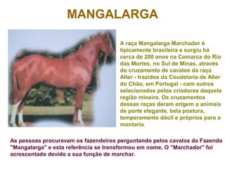 MANGALARGA
A raça Mangalarga Marchador é
tipicamente brasileira e surgiu há
cerca de 200 anos na Comarca do Rio
das Mortes, no Sul de Minas, através
do cruzamento de cavalos da raça
Alter - trazidos da Coudelaria de Alter
do Chão, em Portugal - com outros
selecionados pelos criadores daquela
região mineira. Os cruzamentos
dessas raças deram origem a animais
de porte elegante, bela postura,
temperamento dócil e próprios para a
montaria.
As pessoas procuravam os fazendeiros perguntando pelos cavalos da Fazenda
"Mangalarga" e esta referência se transformou em nome. O "Marchador" foi
acrescentado devido a sua função de marchar.
 