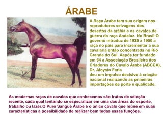 ÁRABE
A Raça Árabe tem sua origem nos
reprodutores selvagens dos
desertos da arábia e os cavalos de
guerra da raça Andaluz. No Brasil O
governo introduz de 1930 a 1950 a
raça no país para incrementar a sua
cavalaria então concentrada no Rio
Grande do Sul. Aapós ter fundado
em 64 a Associação Brasileira dos
Criadores do Cavalo Árabe (ABCCA),
Dr. Aloysio Faria
deu um impulso decisivo à criação
nacional realizando as primeiras
importações de porte e qualidade.
As modernas raças de cavalos que conhecemos são frutos de seleção
recente, cada qual tentando se especializar em uma das áreas do esporte,
trabalho ou lazer.O Puro Sangue Árabe é o único cavalo que reúne em suas
características a possibilidade de realizar bem todas essas funções.
 