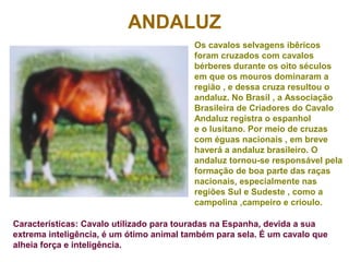 ANDALUZ
Os cavalos selvagens ibêricos
foram cruzados com cavalos
bérberes durante os oito séculos
em que os mouros dominaram a
região , e dessa cruza resultou o
andaluz. No Brasil , a Associação
Brasileira de Criadores do Cavalo
Andaluz registra o espanhol
e o lusitano. Por meio de cruzas
com éguas nacionais , em breve
haverá a andaluz brasileiro. O
andaluz tornou-se responsável pela
formação de boa parte das raças
nacionais, especialmente nas
regiões Sul e Sudeste , como a
campolina ,campeiro e crioulo.
Características: Cavalo utilizado para touradas na Espanha, devida a sua
extrema inteligência, é um ótimo animal também para sela. É um cavalo que
alheia força e inteligência.
 