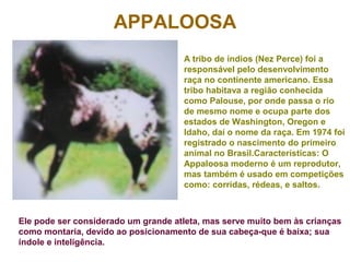 APPALOOSA
A tribo de índios (Nez Perce) foi a
responsável pelo desenvolvimento
raça no continente americano. Essa
tribo habitava a região conhecida
como Palouse, por onde passa o rio
de mesmo nome e ocupa parte dos
estados de Washington, Oregon e
Idaho, daí o nome da raça. Em 1974 foi
registrado o nascimento do primeiro
animal no Brasil.Características: O
Appaloosa moderno é um reprodutor,
mas também é usado em competições
como: corridas, rédeas, e saltos.
Ele pode ser considerado um grande atleta, mas serve muito bem às crianças
como montaria, devido ao posicionamento de sua cabeça-que é baixa; sua
índole e inteligência.
 