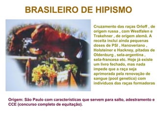BRASILEIRO DE HIPISMO
Cruzamento das raças Orloff , de
origem russa , com Westfalen e
Trakehner , de origem alemã. A
receita inclui ainda pequenas
doses de PSI , Hanoveriano ,
Holsteiner e Hackney, pitadas de
Oldenburg , sela-argentina ,
sela-francesa etc. Hoje já existe
um livro fechado, mas nada
impede que a raça seja
aprimorada pela renovação de
sangue (pool genetico) com
individuos das raças formadoras
Origem: São Paulo com características que servem para salto, adestramento e
CCE (concurso completo de equitação).
 