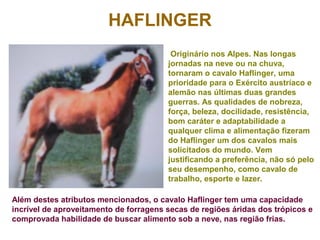 HAFLINGER
Originário nos Alpes. Nas longas
jornadas na neve ou na chuva,
tornaram o cavalo Haflinger, uma
prioridade para o Exército austríaco e
alemão nas últimas duas grandes
guerras. As qualidades de nobreza,
força, beleza, docilidade, resistência,
bom caráter e adaptabilidade a
qualquer clima e alimentação fizeram
do Haflinger um dos cavalos mais
solicitados do mundo. Vem
justificando a preferência, não só pelo
seu desempenho, como cavalo de
trabalho, esporte e lazer.
Além destes atributos mencionados, o cavalo Haflinger tem uma capacidade
incrível de aproveitamento de forragens secas de regiões áridas dos trópicos e
comprovada habilidade de buscar alimento sob a neve, nas região frias.
 