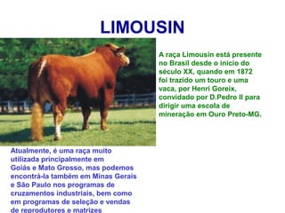 LIMOUSIN
A raça Limousin está presente
no Brasil desde o início do
século XX, quando em 1872
foi trazido um touro e uma
vaca, por Henri Goreix,
convidado por D.Pedro II para
dirigir uma escola de
mineração em Ouro Preto-MG.
Atualmente, é uma raça muito
utilizada principalmente em
Goiás e Mato Grosso, mas podemos
encontrá-la também em Minas Gerais
e São Paulo nos programas de
cruzamentos industriais, bem como
em programas de seleção e vendas
de reprodutores e matrizes
 