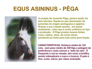 EQUS ASININUS - PÊGA
A criação do Jumento Pêga, parece existir há
dois séculos. Supõe-se que descendam de
jumentos de origem portuguesa e egípicia.
Graças a sua criação secular , em quase
isolamento , esta raça é muito uniforme no tipo
e produção . O Pêga produz muares fortes,
vivos, sadios, altos, de cores claras,
prestando-se tanto para sela como para tração.
CARACTERÍSTICAS :Estatura média de 135
cms, com peso médio de 350 Kgs e pelagem de
preferência e mais comum a “pelo de rato”. É
frequente a ruã ou rosada, são raras a tordilha,
sendo indesejáveis a ruça e a branca. O pelo é
fino, curto, macio, por vezes ondulado.
 