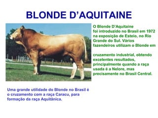 BLONDE D’AQUITAINE
O Blonde D’Aquitaine
foi introduzido no Brasil em 1972
na exposição de Esteio, no Rio
Grande do Sul. Vários
fazendeiros utilizam o Blonde em
cruzamento industrial, obtendo
excelentes resultados,
principalmente quando a raça
usada é a Nelore, mas
precisamente no Brasil Central.
Uma grande utilidade do Blonde no Brasil é
o cruzamento com a raça Caracu, para
formação da raça Aquitânica.
 