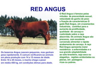 RED ANGUS
O Red Angus é famoso pelas
virtudes de precocidade sexual,
velocidade de ganho de peso
e fixação de características O
gado Red Angus, em cruzamentos
industriais, contribui para o
aumento da prolificidade,
qualidade de carcaça e
rusticidade sobre a raça
absorvida. Os animais Angus são
precoces, com excelente
conversão alimentar e rápido
acabamento de carcaça. A raça
Red Angus apresenta maior
resistência a enfermidades e a
sua grande adaptabilidade
ao solo brasileiro, seja seco ou
alagadiço, regiões acidentadas ou
planas, em pastagens
ricas ou pobres.
Os bezerros Angus nascem pequenos, mas ganham
peso rapidamente. É comum verificarem-se animais
em plena produção com 14 a 15 meses de idade.
Entre 18 e 20 meses, o macho chega a pesar
em média 450 kg, em condições ótimas para abate.
 