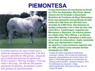 PIEMONTESAA raça Piemontesa foi introduzida no Brasil
em 1974, em Araçatuba, São Paulo. Nesse
mesmo ano foi fundada a Associação
Brasileira de Criadores da Raça Pemontesa.
Essa raça apresenta uma produção de leite
média de 2.300 litros em 305 dias com
recordes de 5.000 litros. São famosos os
queijos produzidos com o leite da raça, tais
como Bra e Castelmagno, seguidos por
Murozzano e Raschera. Os machos pesam
em média entre 750 e 900 kg e as fêmeas
entre 450 e 600 kg. O destaque é dado para
os animais de musculatura dupla (variedade
Alba), que representam a maioria
do rebanho e cujos primeiros registros são
de 1886, embora novos estudos tenham
começado em 1926.A análise química da carne mostra que a
média de colesterol no Piemontês é de 44,0
mg para cada bife de 100 gramas, enquanto
que a média dos bovinos em geral é de
63,9% ( suínos = 79,0 mg; frangos = 74,0 mg;
vitelo = 84,0 mg). Um bife de 100 gramas
apresenta 2,9 gramas de gordura, contra
0,87 gramas na raça Piemontês.
O gado de dupla musculatura (hipertrofia
muscular) produz 10% a mais de rendimento,
segundo pesquisadores do mundo inteiro. Em
geral, o Piemontês garante um rendimento de
carcaça acima de 65%, podendo chegar a 72%.
O rendimento de músculos chega
a84%,significando 432 kg de carcaça aos 16
meses de idade.
 